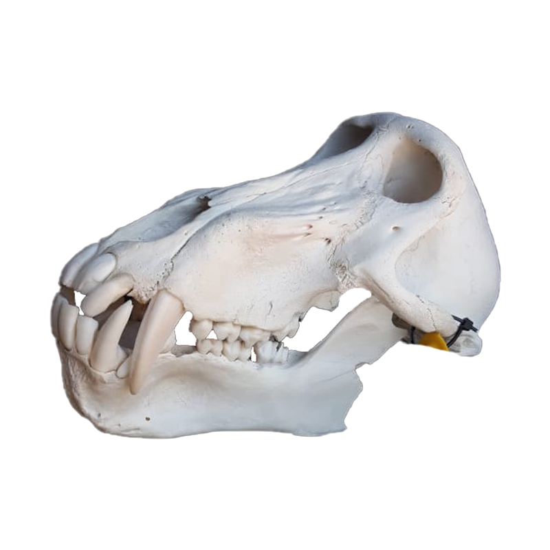 Baboon Skull - BS105 - Image 2