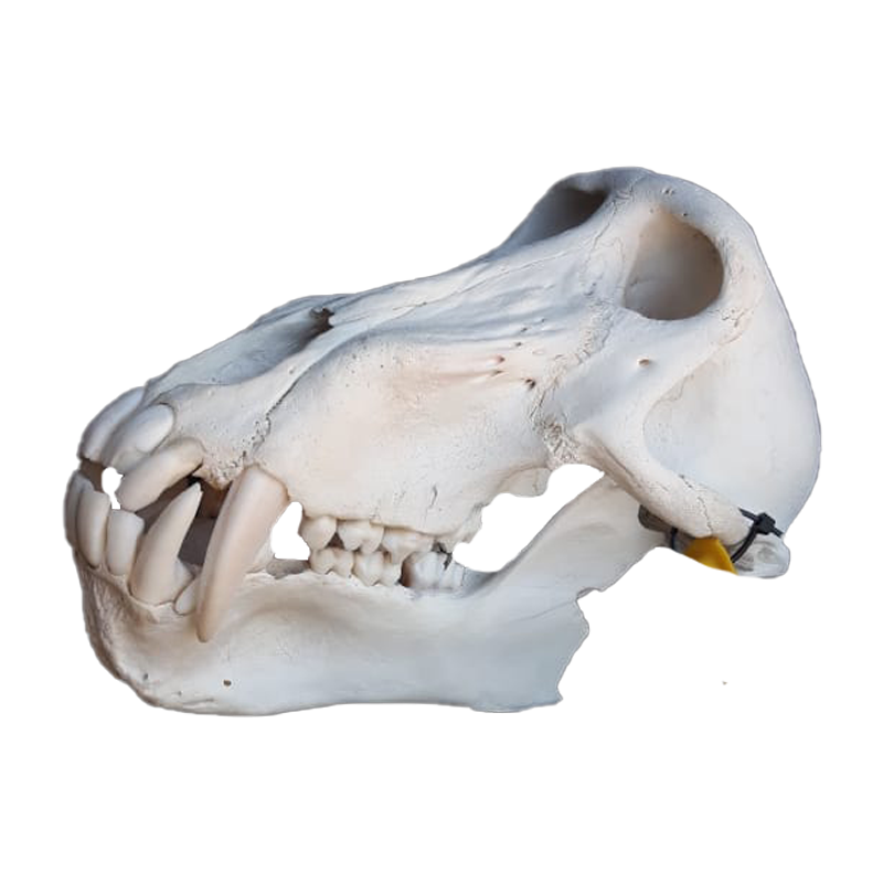 Baboon Skull - BS105