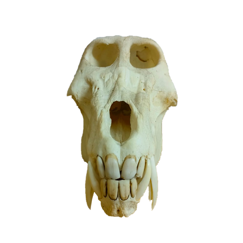 Baboon Skull - BS106 - Image 2