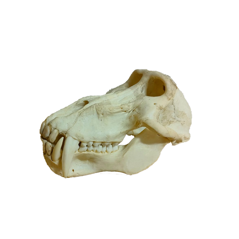 Baboon Skull - BS106 - Image 3