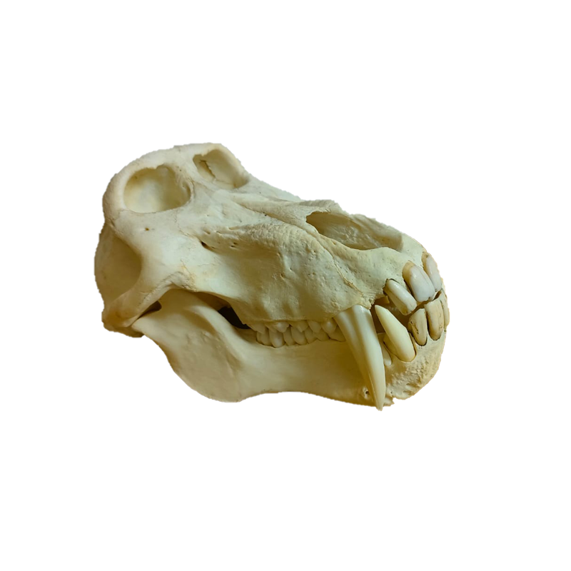 Baboon Skull - BS106