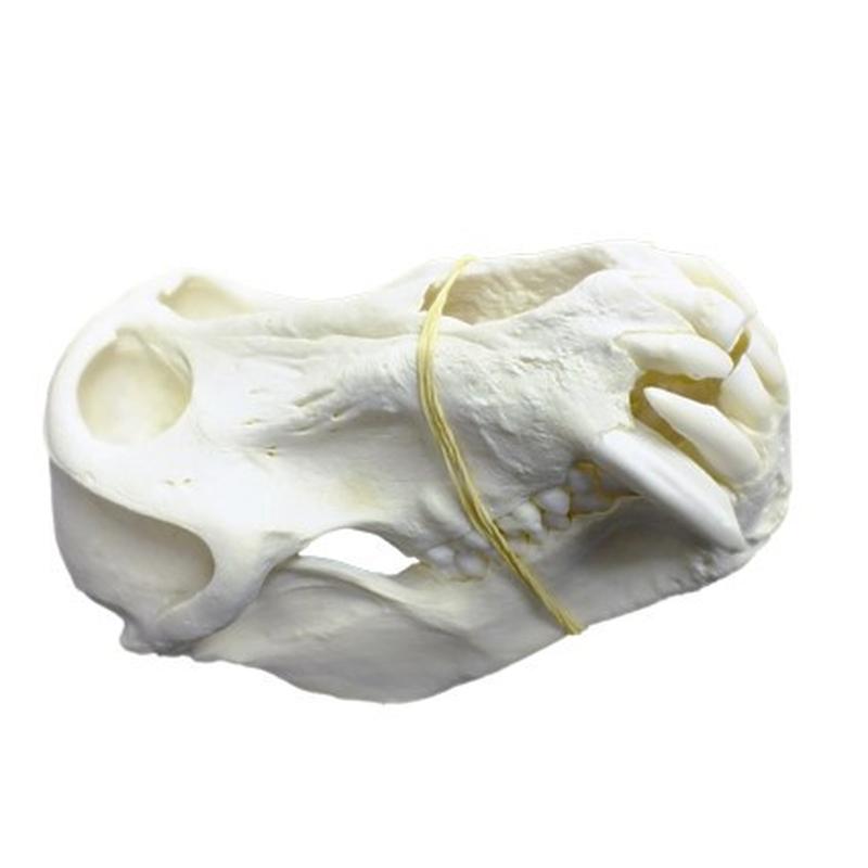 Baboon Skull - BS11 - Image 2