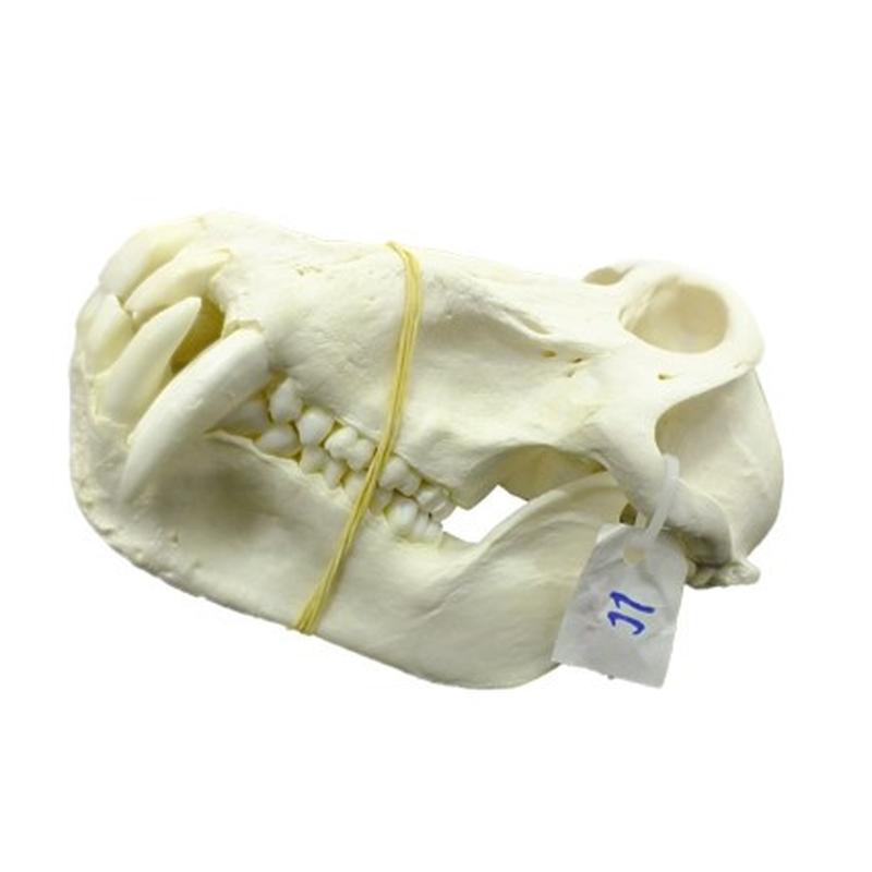 Baboon Skull - BS11 - Image 4