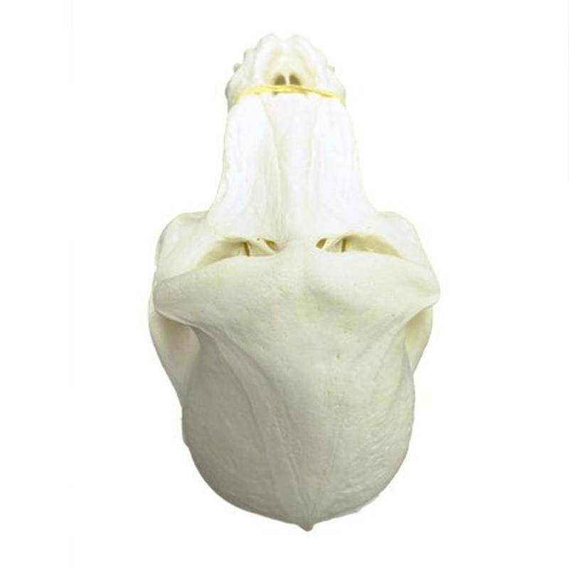 Baboon Skull - BS11 - Image 5