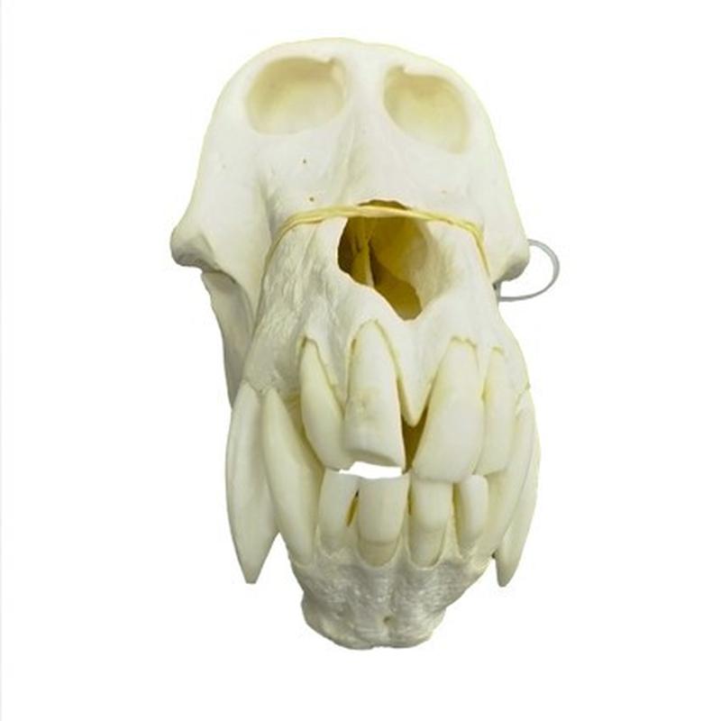 Baboon Skull - BS11