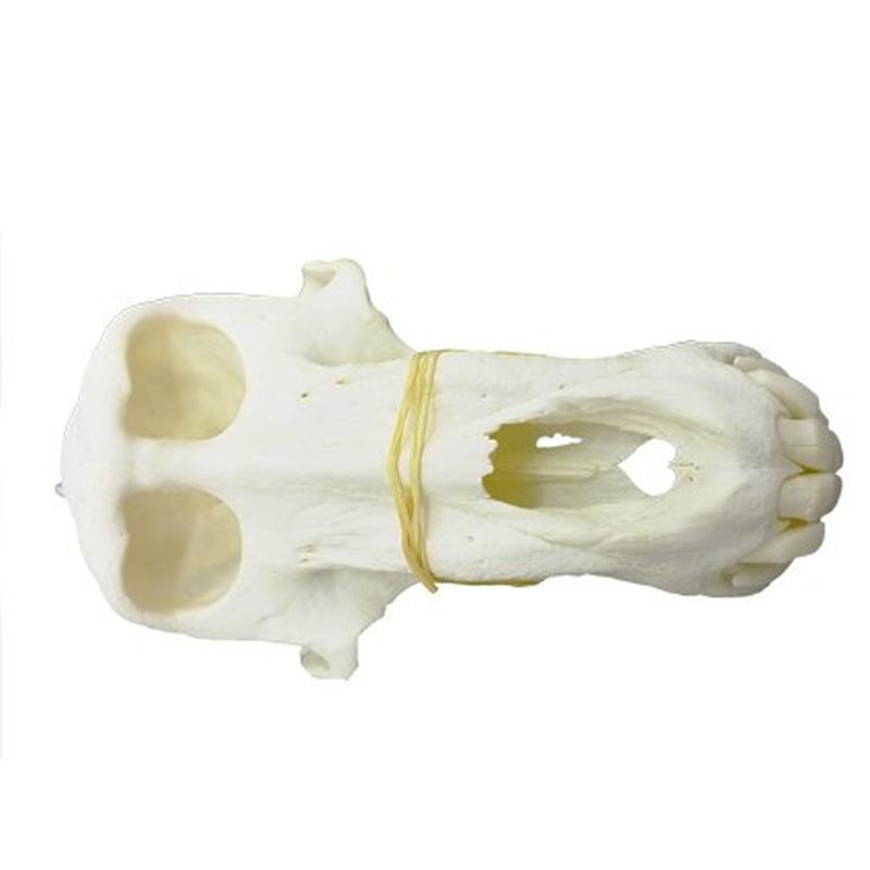 Baboon Skull - BS12 - Image 2