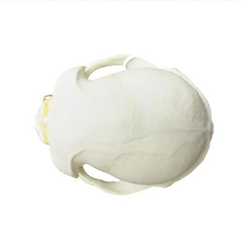 Baboon Skull - BS12 - Image 4