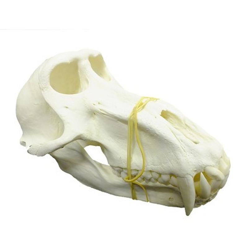 Baboon Skull - BS12