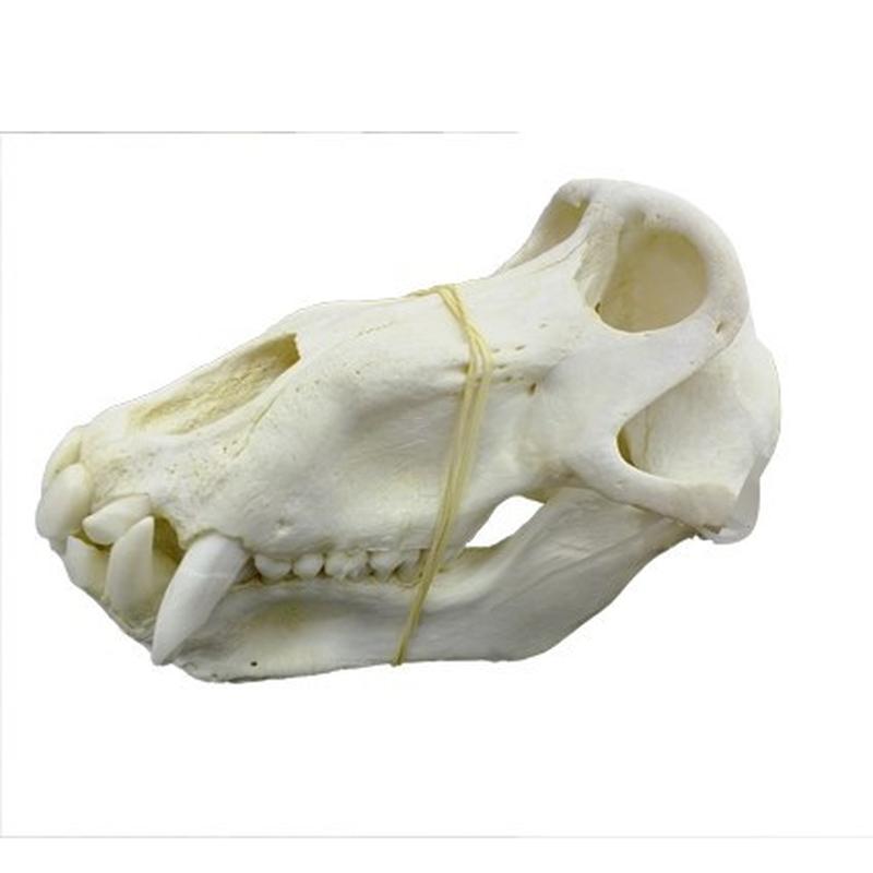Baboon Skull - BS13 - Image 3