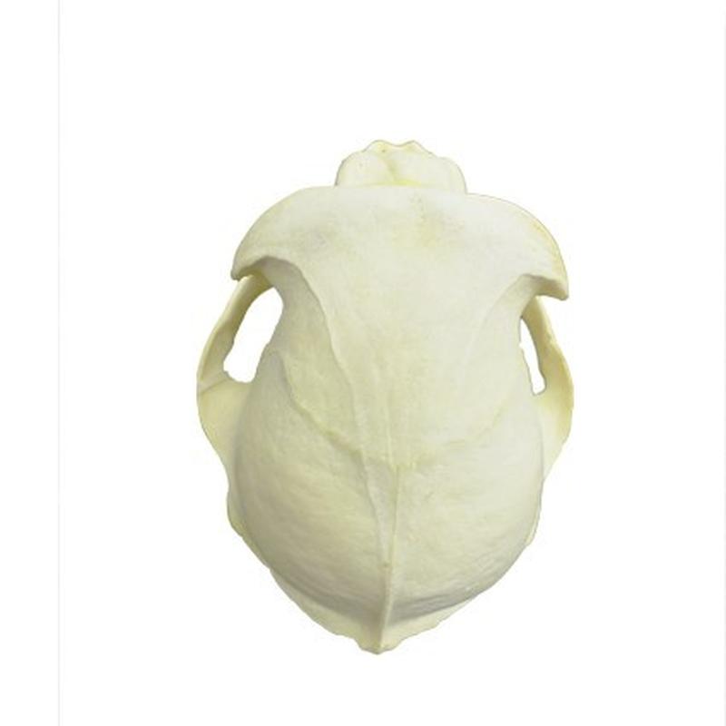 Baboon Skull - BS13 - Image 4