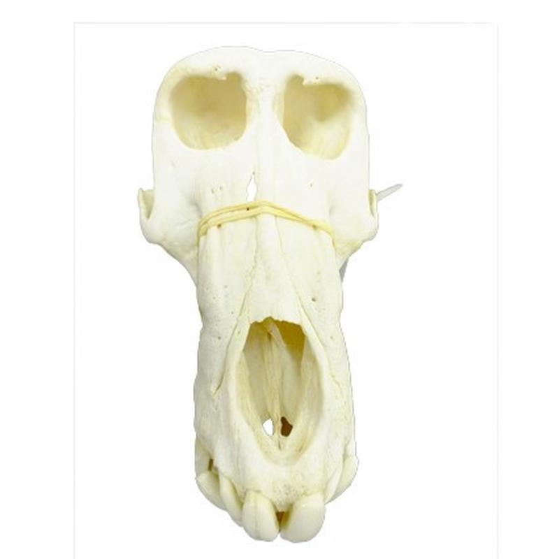 Baboon Skull - BS13 - Image 5