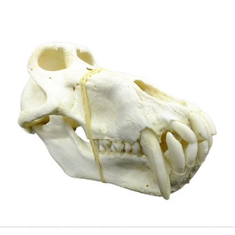 Baboon Skull - BS13
