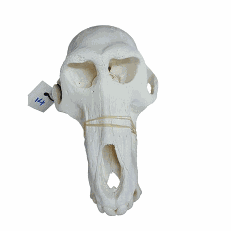 Baboon Skull - BS14