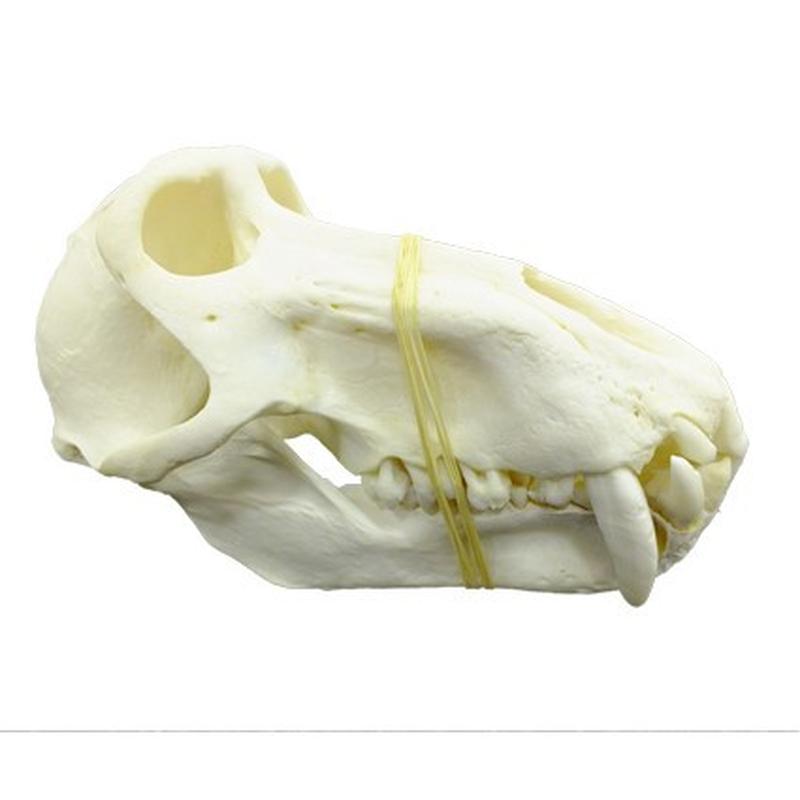 Baboon Skull - BS15 - Image 2