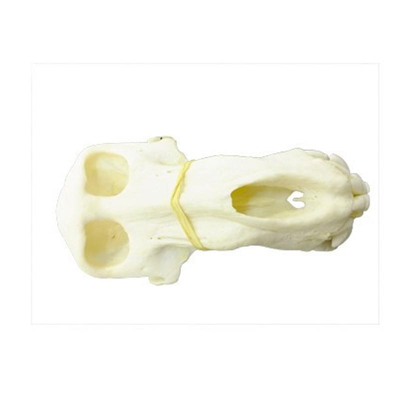 Baboon Skull - BS15 - Image 3