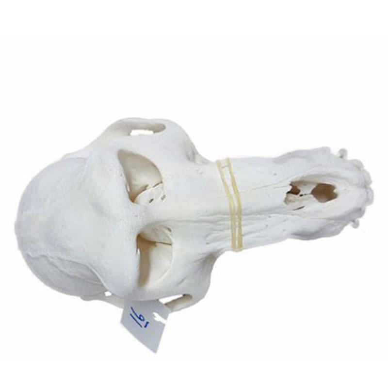 Baboon Skull BS16
