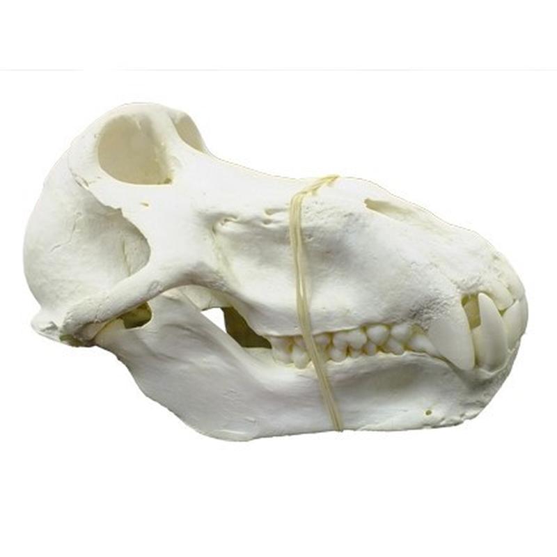 Baboon Skull - BS18 - Image 2