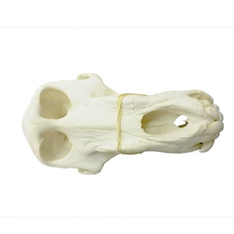 Baboon Skull - BS18 - Image 3