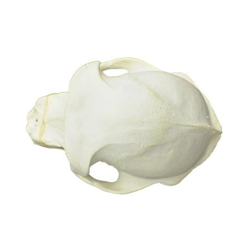 Baboon Skull - BS18 - Image 5