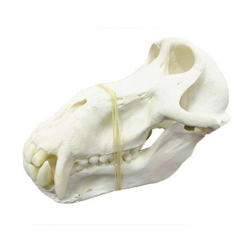 Baboon Skull - BS18