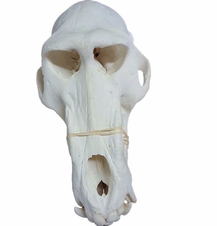 Baboon Skull - BS19