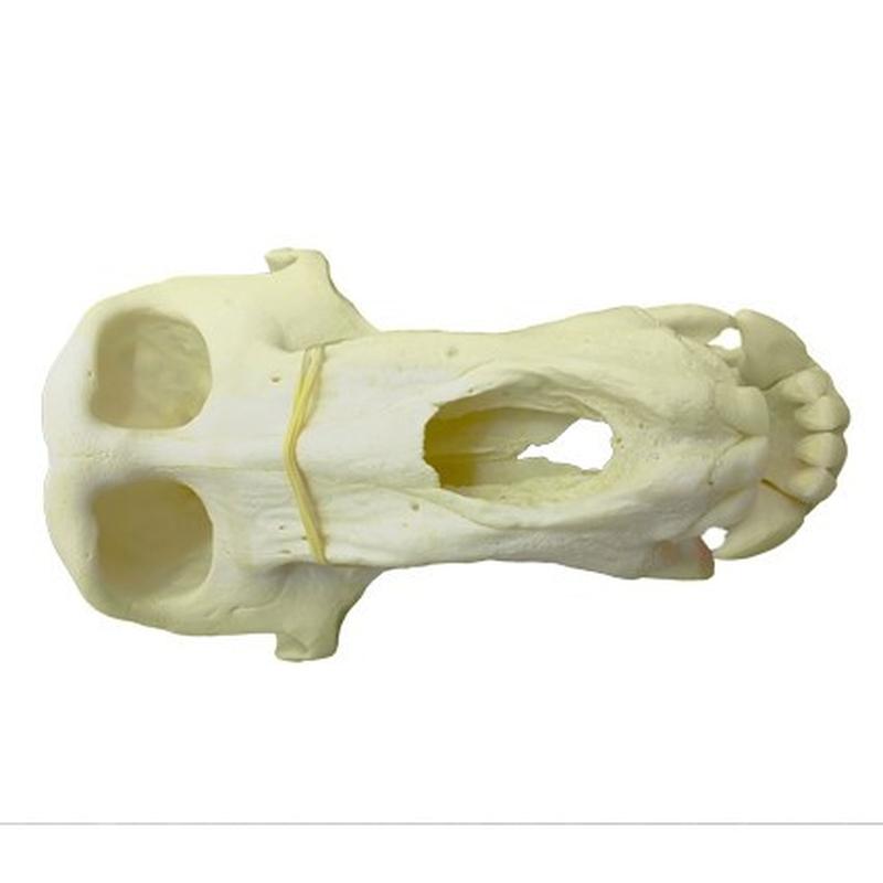Baboon Skull - BS20 - Image 2