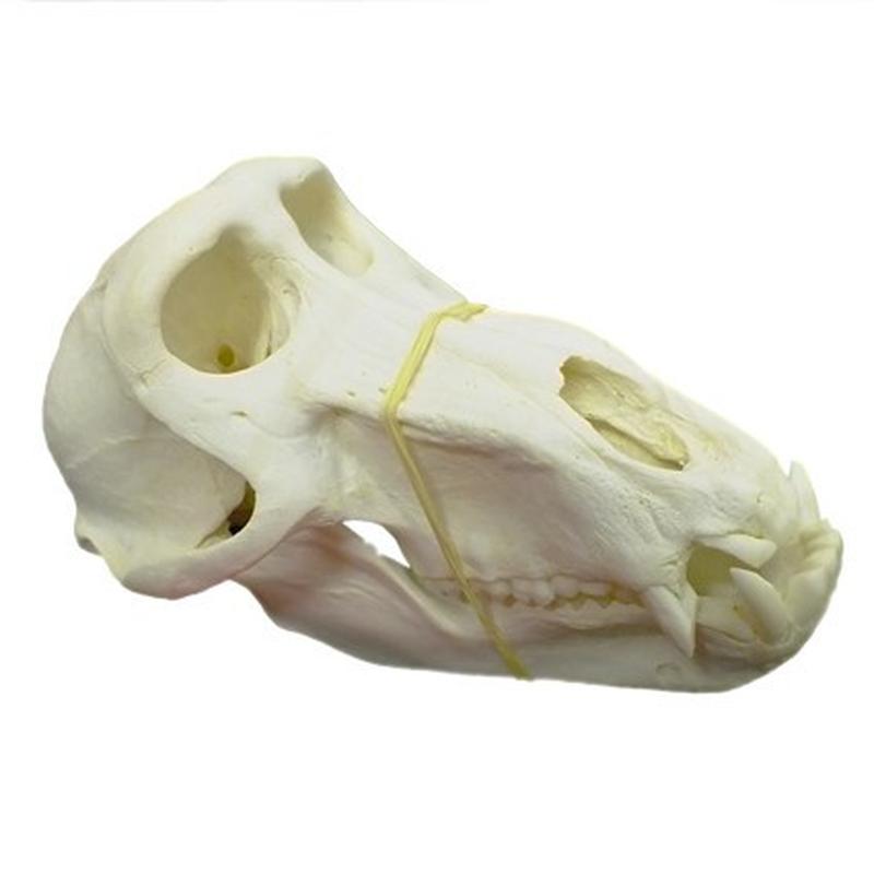 Baboon Skull - BS20 - Image 3