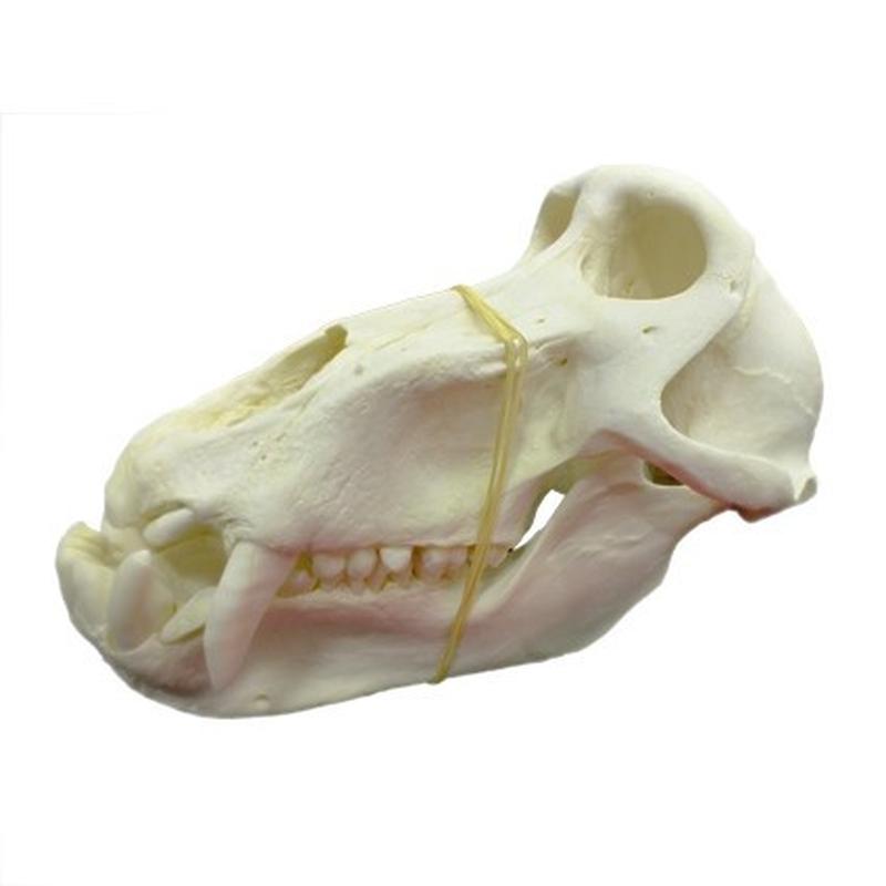 Baboon Skull - BS20 - Image 4