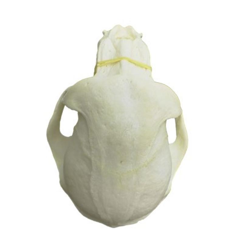 Baboon Skull - BS20 - Image 6