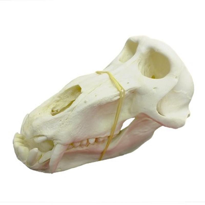 Baboon Skull - BS20
