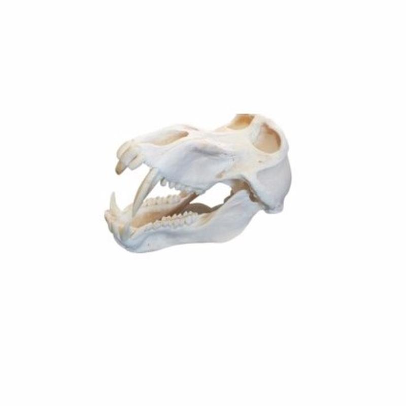 Baboon Skull - L