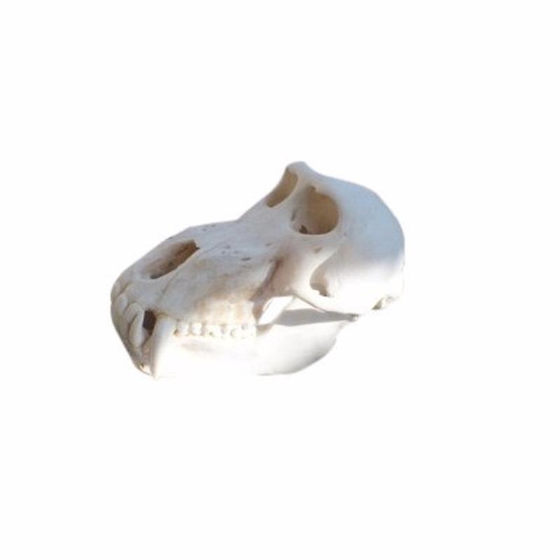 Baboon Skull - S1