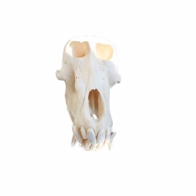 Baboon Skull - S2
