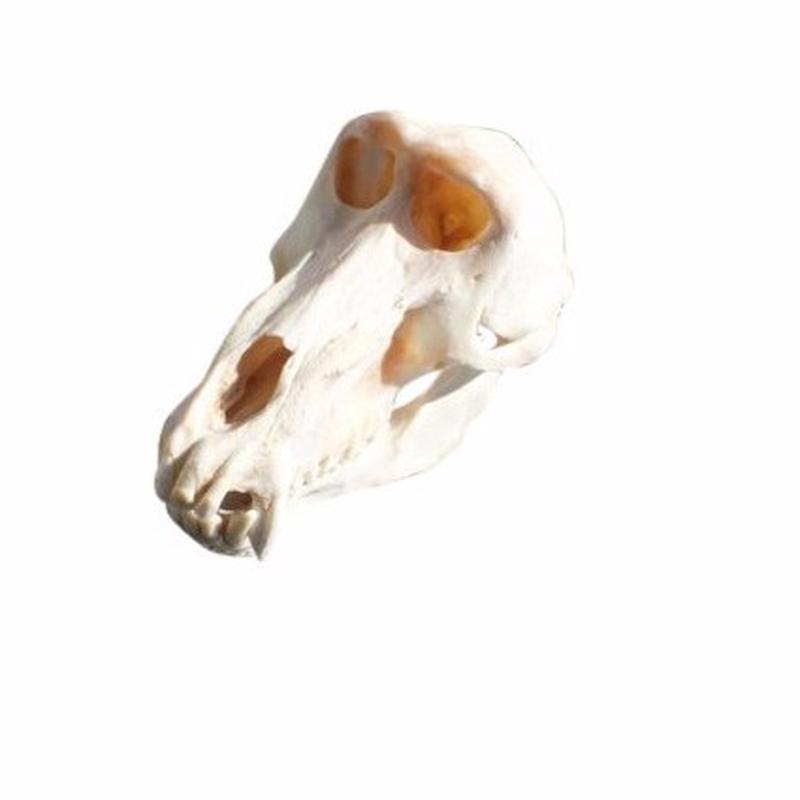 Baboon Skull - S3