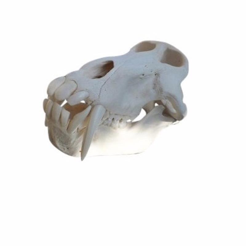 Baboon Skull - S4
