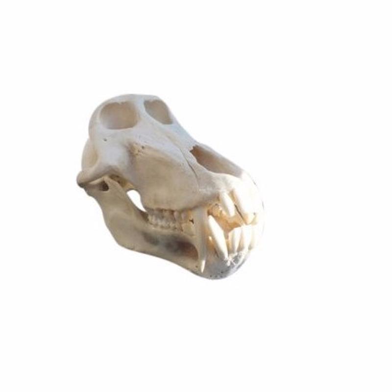 Baboon Skull - S5