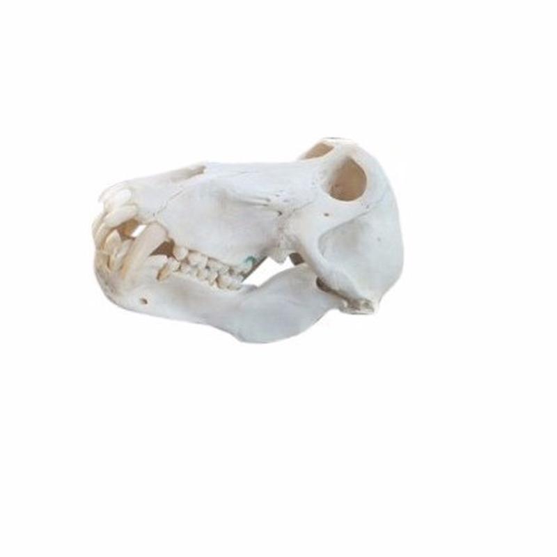 Baboon Skull - S8