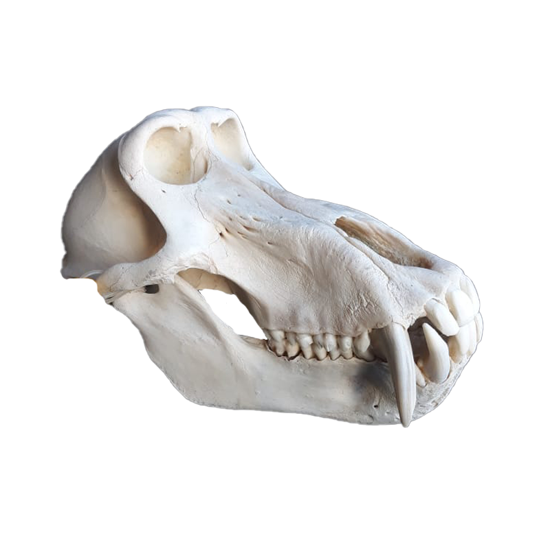 Baboon Skull - BS100