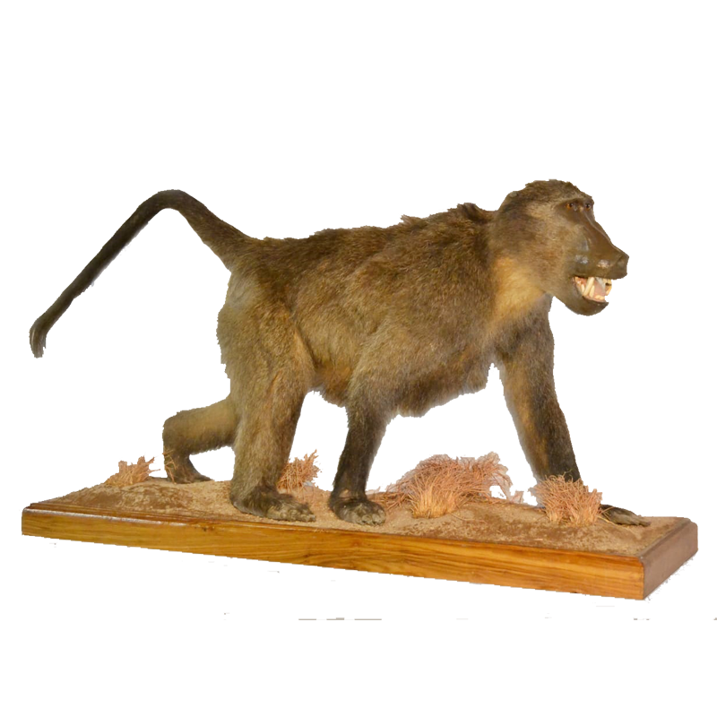 Full Mount Baboon - FMB1
