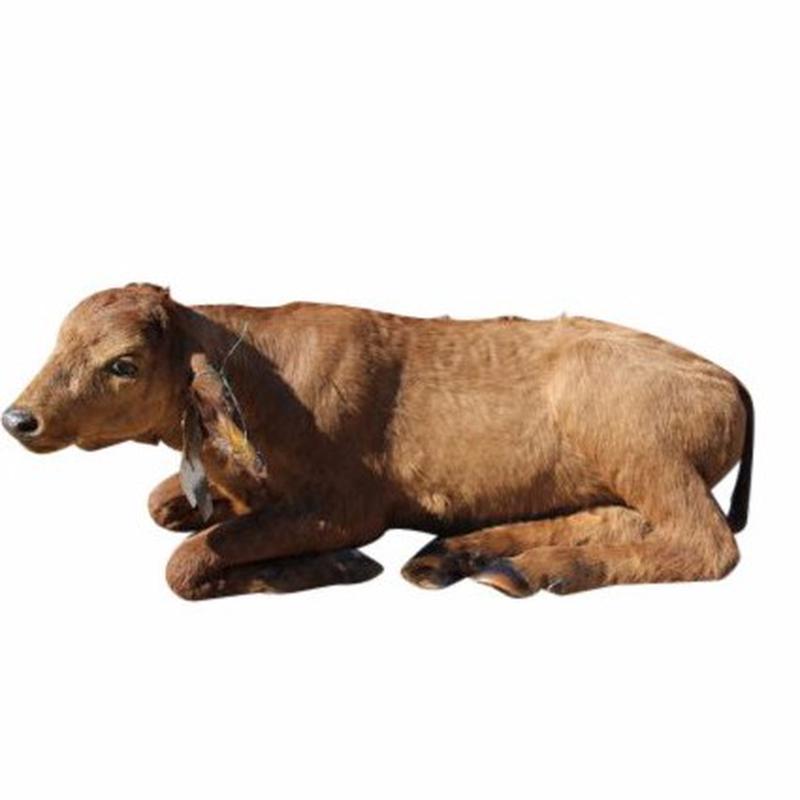 Baby Buffalo Full Mount Lying Down - BFM_05