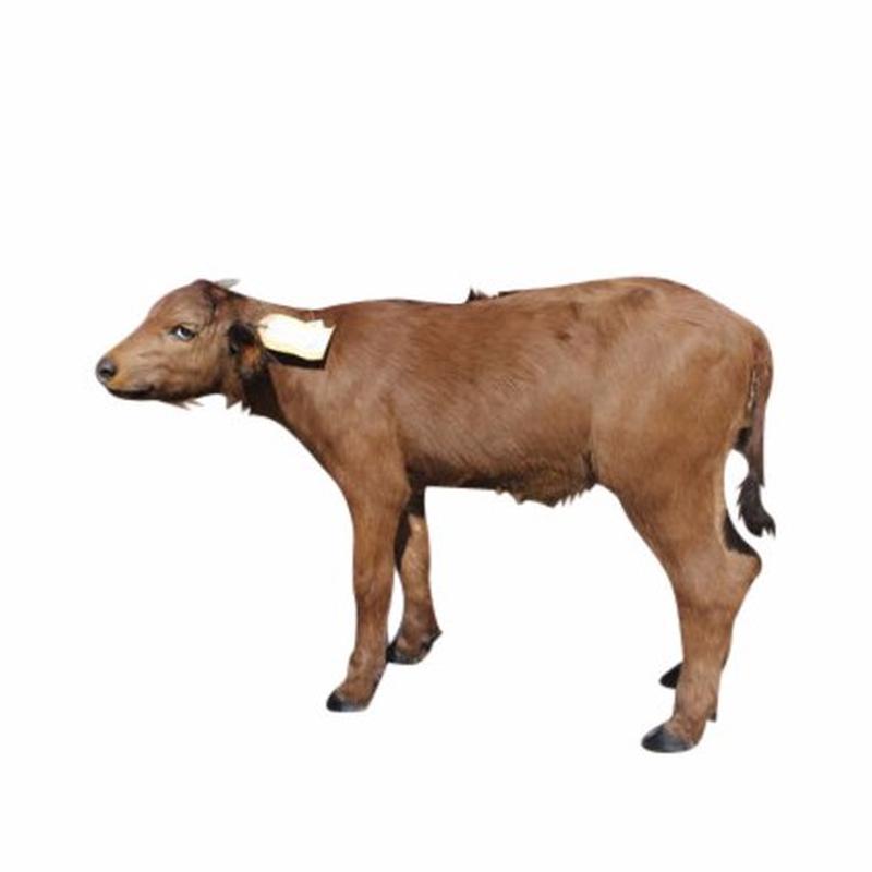 Baby Buffalo Full Mount Standing - BFM_06