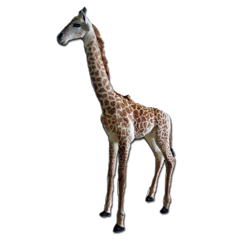 Baby Giraffe Full Mount - BGFM104