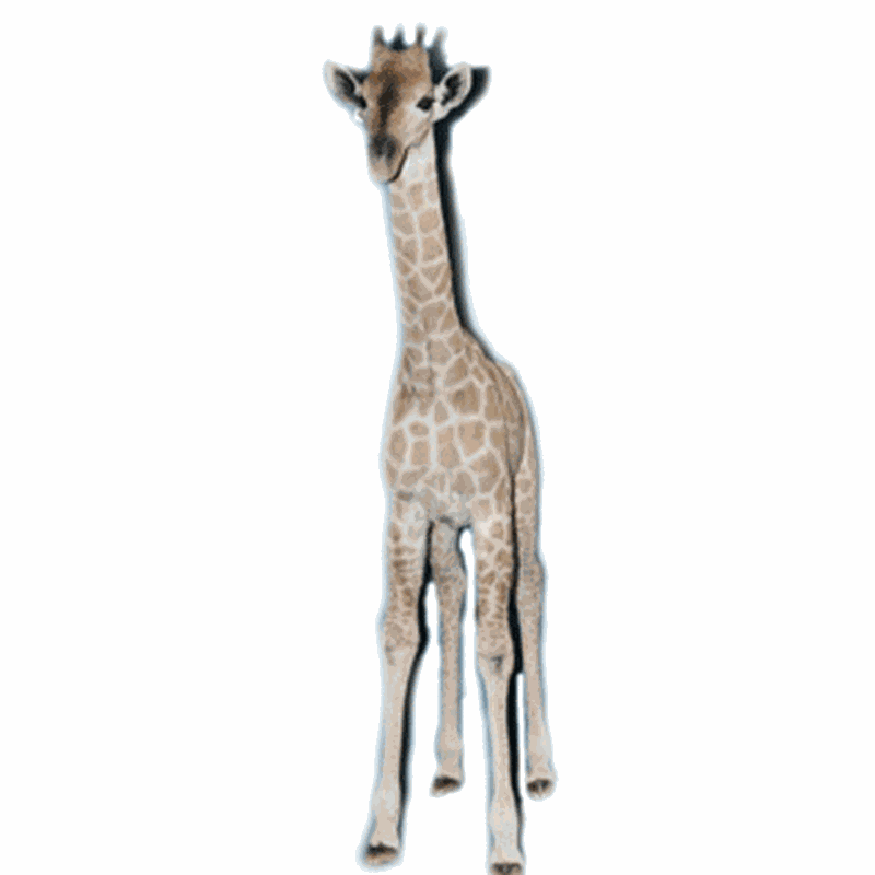 Baby Giraffe Full Mount BG01 - Image 3