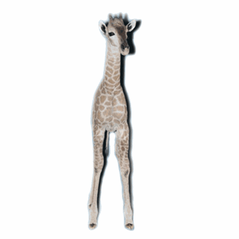 Baby Giraffe Full Mount BG01 - Image 4