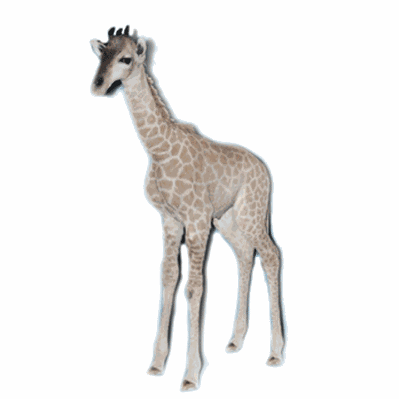 Baby Giraffe Full Mount BG01