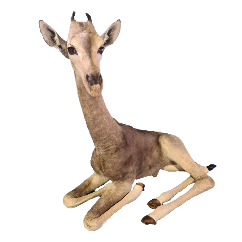 Baby Giraffe Full Mount - BGFM105 - Image 2