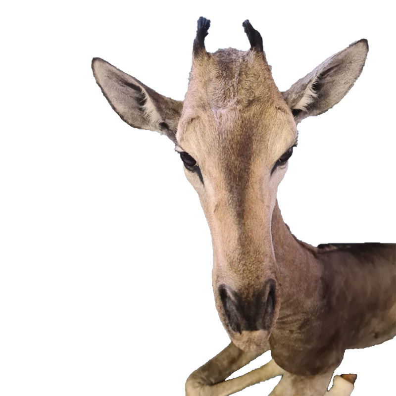 Baby Giraffe Full Mount - BGFM105 - Image 3