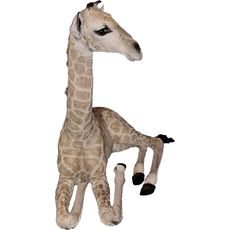 Baby Giraffe Full Mount - BGFM106 - Image 2