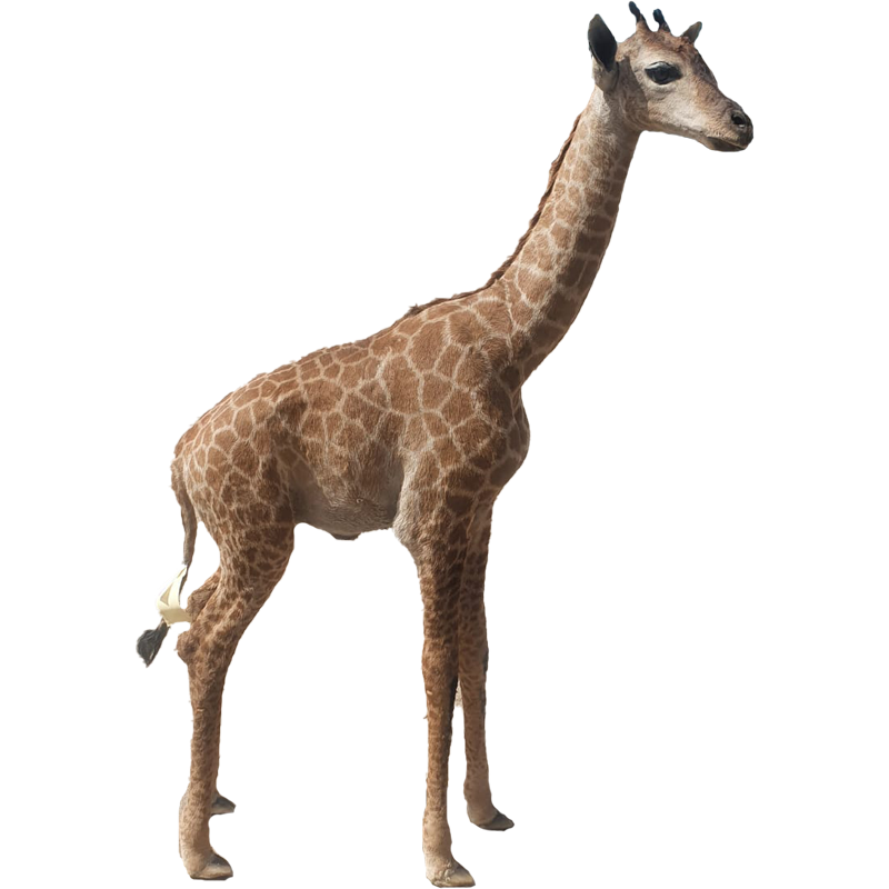 Baby Giraffe Full Mount - BGFM107 - Image 2
