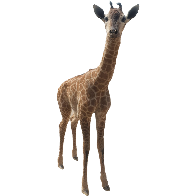 Baby Giraffe Full Mount - BGFM107